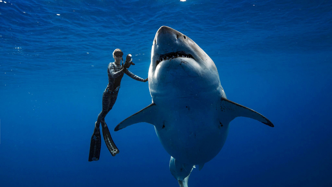 Do sharks go down to 3,000 feet to swim?